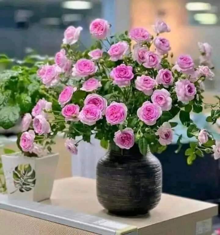 Bình hoa quốc dân