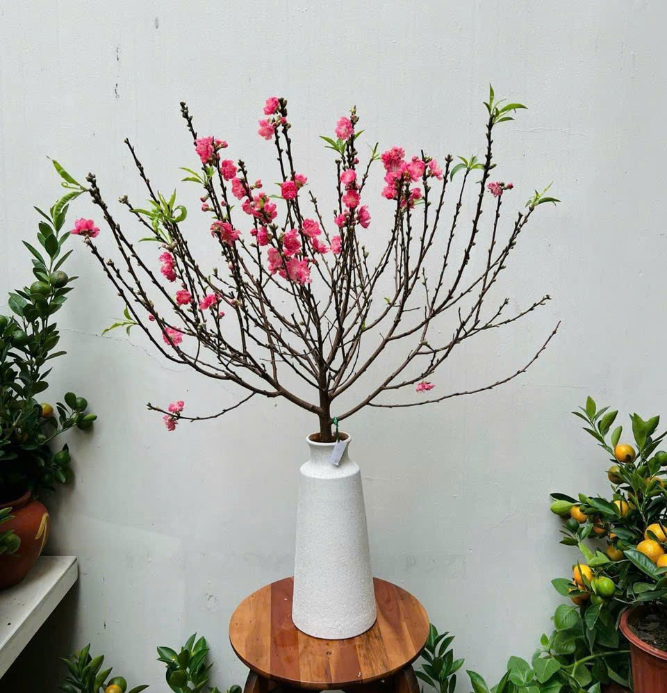bình hoa cắm đào- Gốm sứ fulo