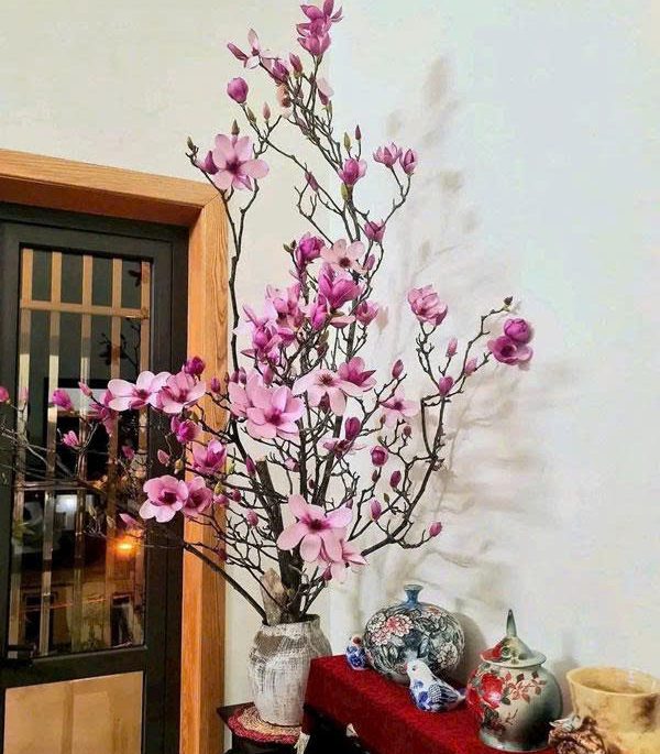 Hướng dẫn chọn chăm sóc hoa mộc lan đẹp