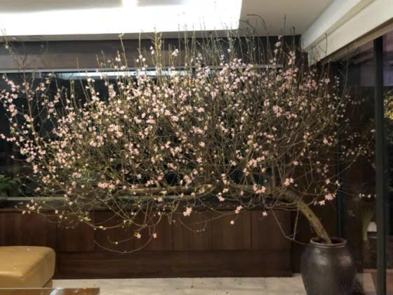 Cách chọn bình cỡ lớn cắm cành cho phù hợp