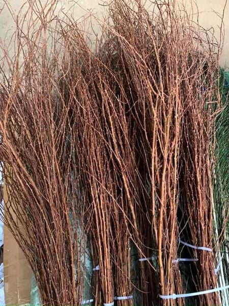 Cách phân biệt tuyết mai rừng và tuyết mai trồng( tuyết mai công ty)