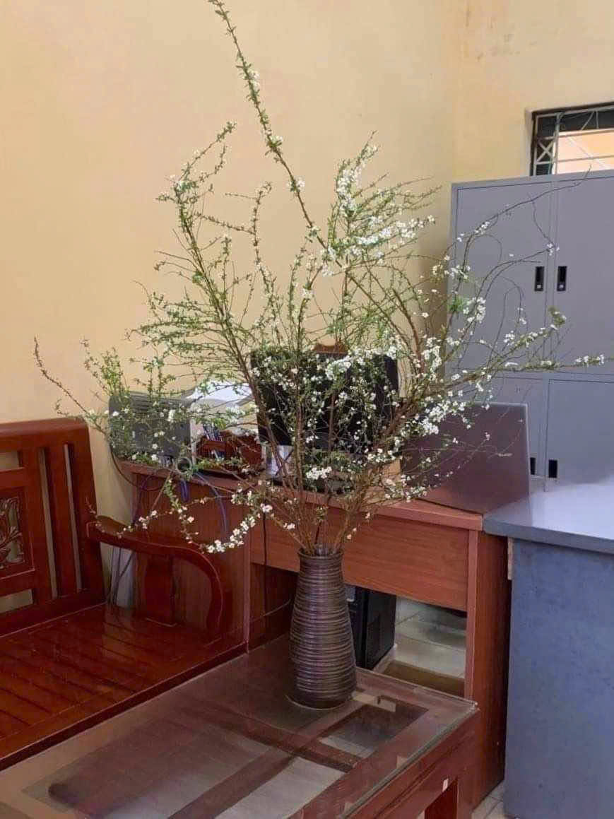Bình cắm Tuyết mai