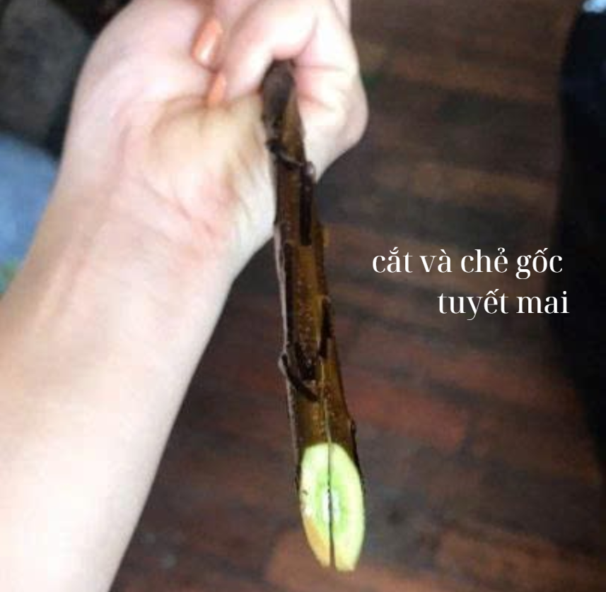 Cách để hoa tuyết mai nở đẹp tươi lâu