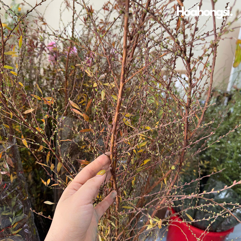 cách nhận biết tuyết mai rừng